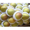 2021 New Harvest Low Price Fresh Sweet Yellow Fragrant Pear